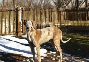 9 Month Old Great Danes