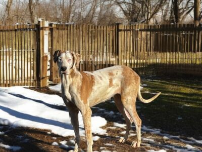 9 Month Old Great Danes