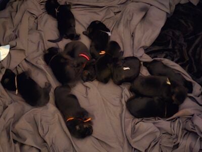 Puppies