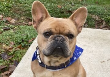 Fawn French Bulldog Cooper