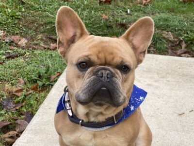 Fawn French Bulldog Cooper