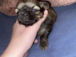 Shih tzu