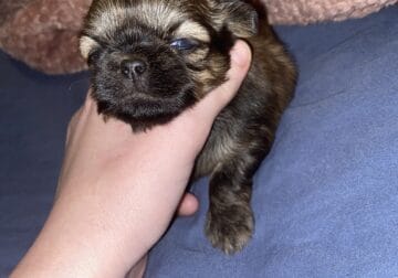 Shih tzu