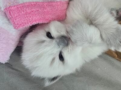 Show Quality Ragdolls