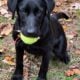 AKC Black Labrador Retriever