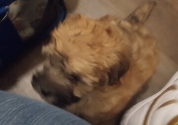 TOY POODLE PUPPY