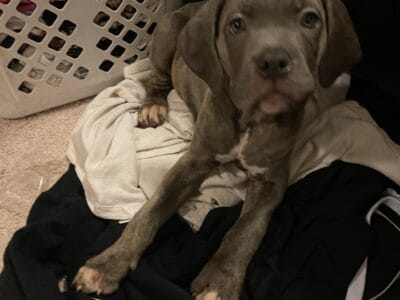 Can Corso Puppies