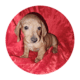 Doxie puppies