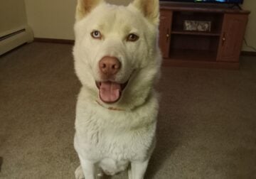 Fur friend needs a good home