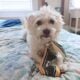 Dog needs home