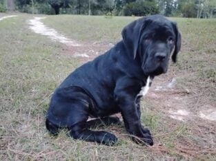 Female Neapolitan mastiff puppy