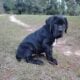 Female Neapolitan mastiff puppy