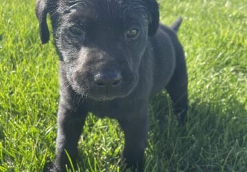 Adorable AKC black Labrador retreivers