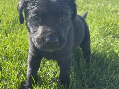Adorable AKC black Labrador retreivers