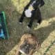 50% European Boxer puppies