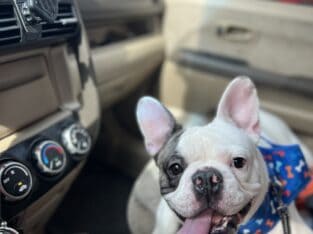 French Bulldog