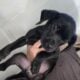 2 Male Black Lab/ Hound Puppies – FREE