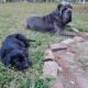 Female Neapolitan mastiff puppy