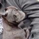 Pug Pomeranian puppies