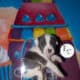 Pocket Bully Puppy for Adoption – Seven