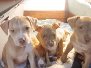 Red Nose Pitbull Puppies