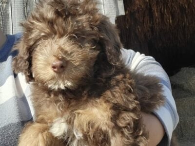 MINI BERNEDOODLE