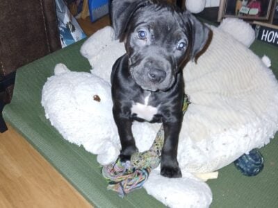 8 week old bully xl