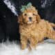Lucas AKC Poodle