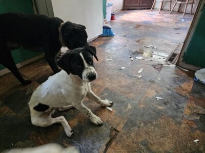 Want good homes no money needed.