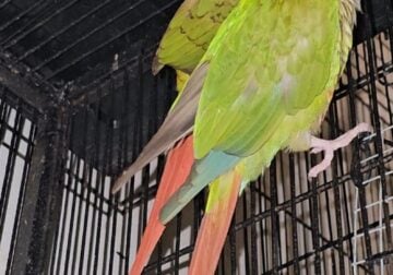 Breeding pair of conures