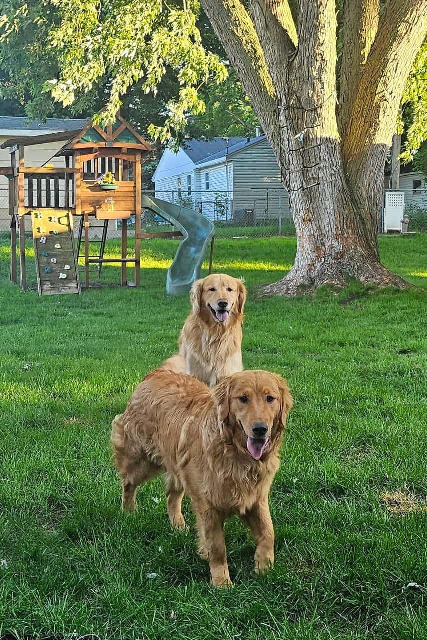 purebred-golden-retriever-puppy-petclassifieds