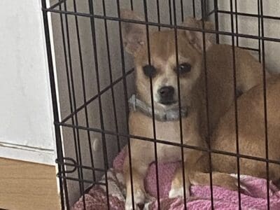 Selling puppies