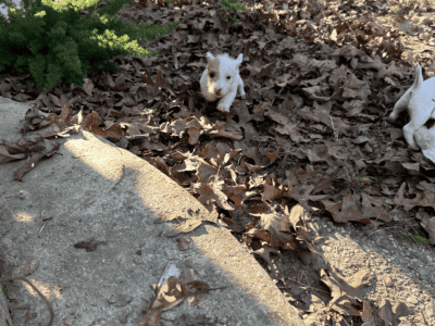 Jack Russell Terrier puppies