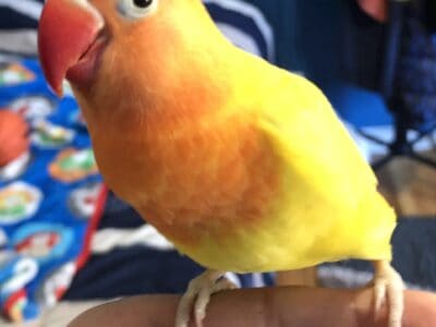 Hand tamed Lovebird