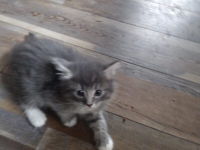 Kitten1