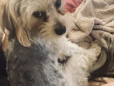 Male S’Morkie Poo