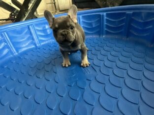 Franch bull dog puppies