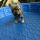 Franch bull dog puppies