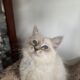 Hypoallergenic Siberian kittens with blue eyes