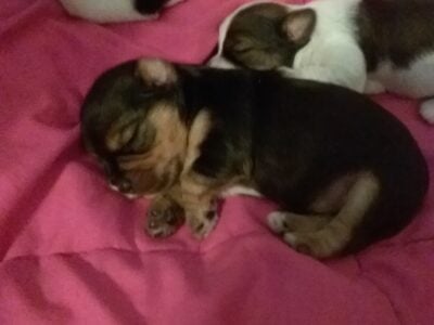 2 males will be ready and 3 weeks