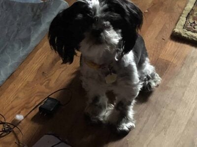 Re-home dog
