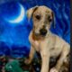 Royal Companion Great Danes