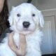 Old English sheepdog mix