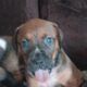 Pitbull/ blue tick pups