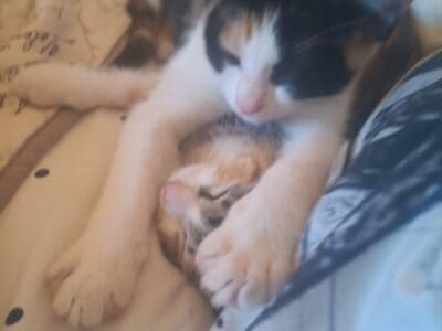 Calico kittens free