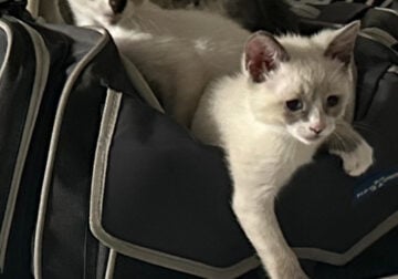 Snowshoe/ Siamese kittens for sale