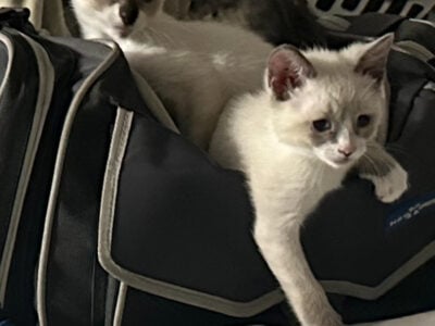 Snowshoe/ Siamese kittens for sale