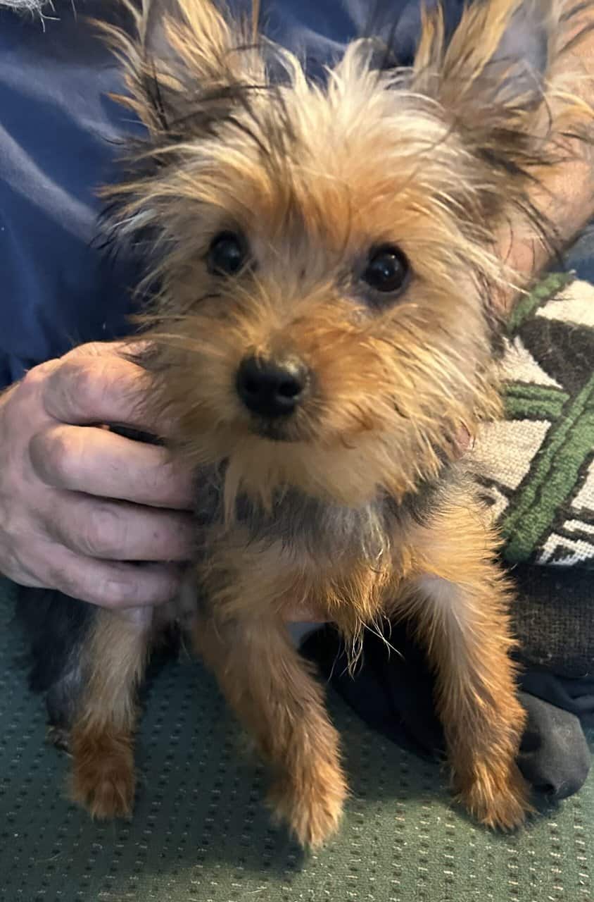 Yorkie female | PetClassifieds.com