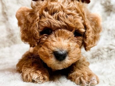 Goldendoodle Puppies