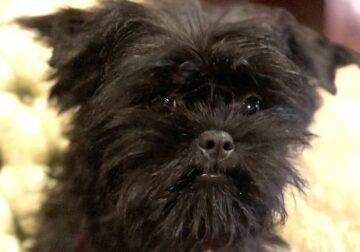 AFFENPINSCHER
